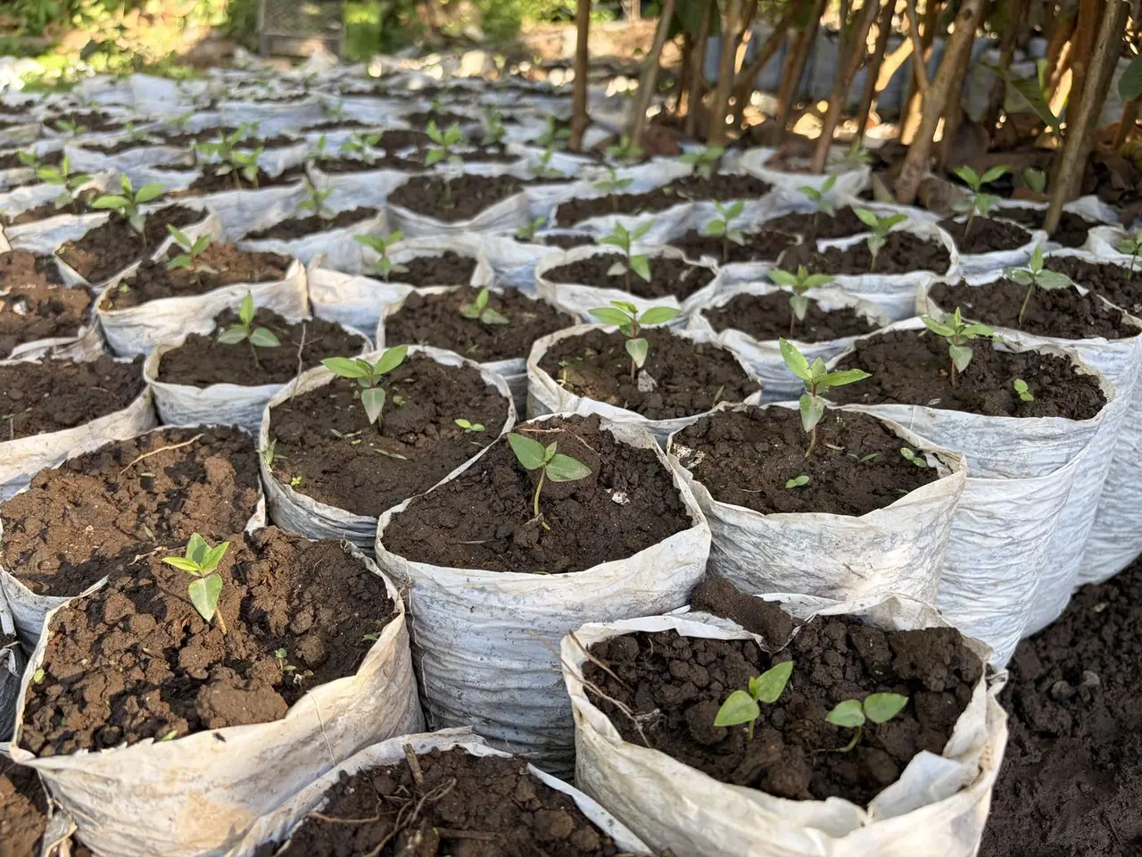 Semillero de plantas en crecimiento