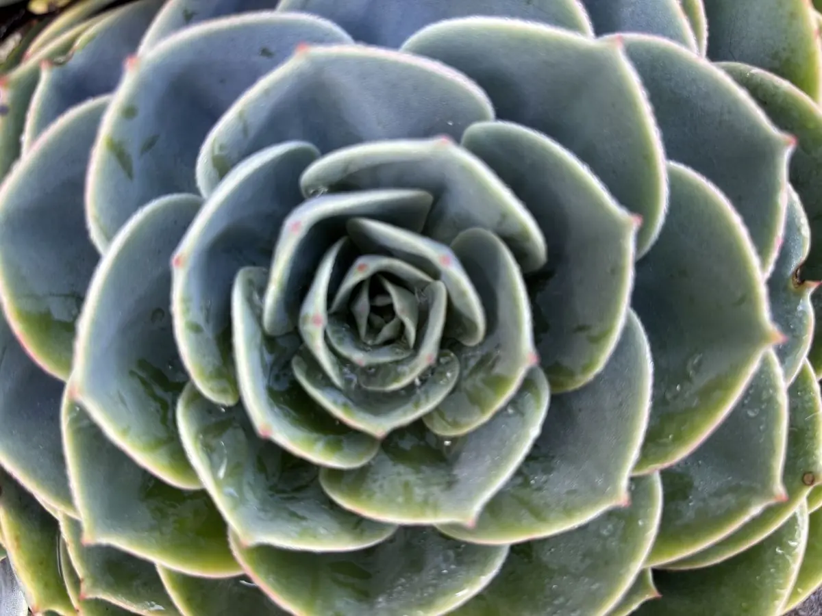 Suculenta en una maceta