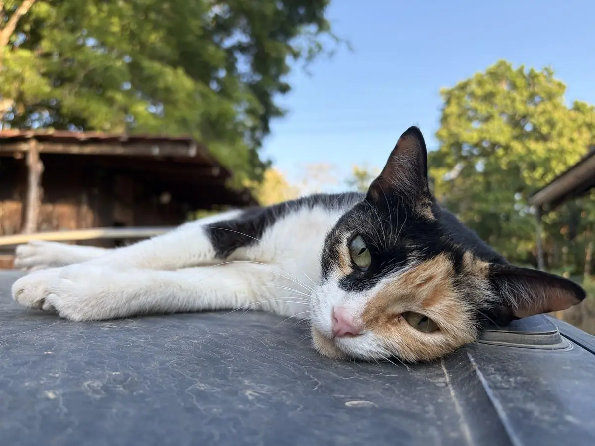 ¿Cómo viajar con gatos en avión?